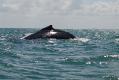 MAMMALS (WHALES)